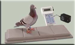 mavc|racing pigeon clocking system.